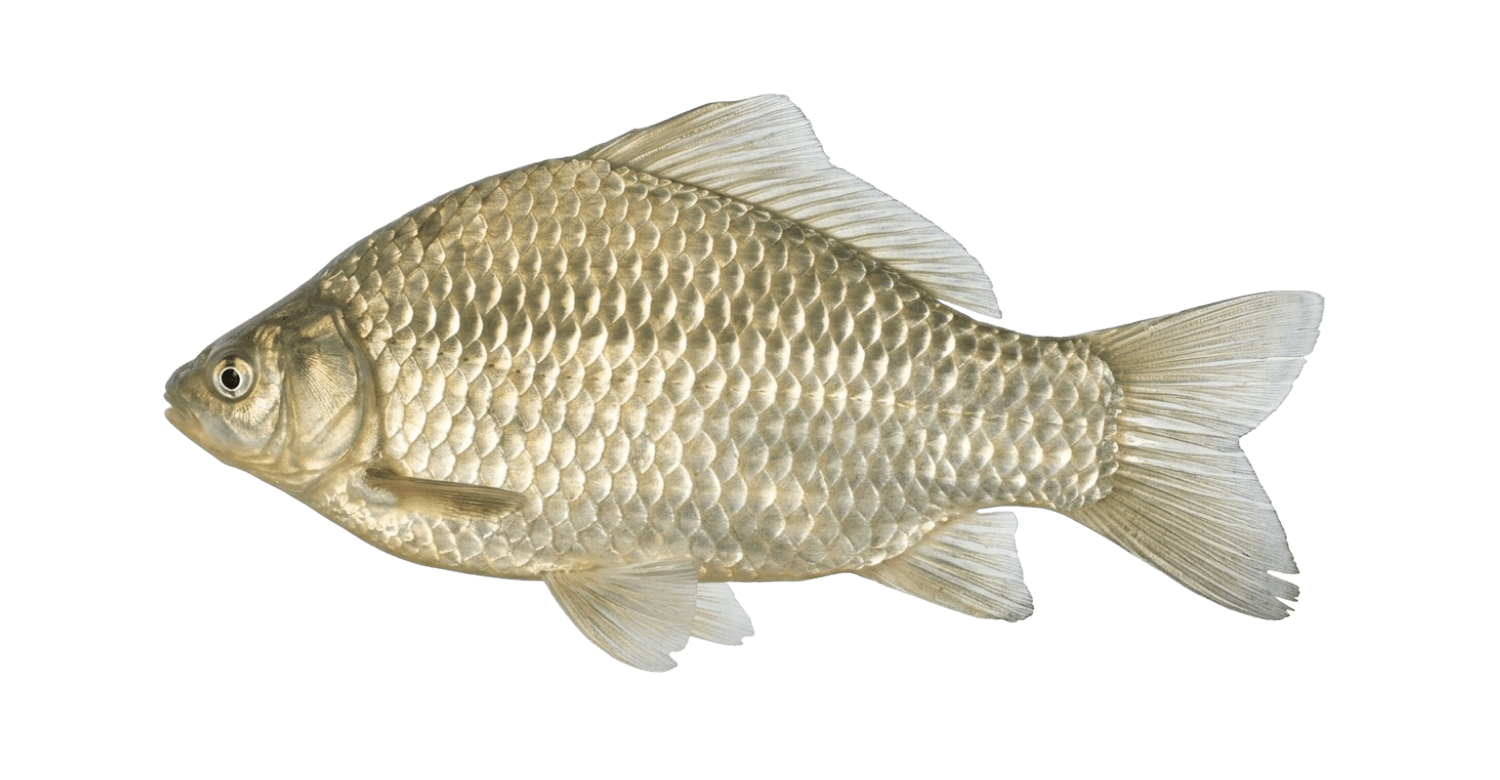 Giebel angeln in Bayern – Fischereiverein Marktoberdorf