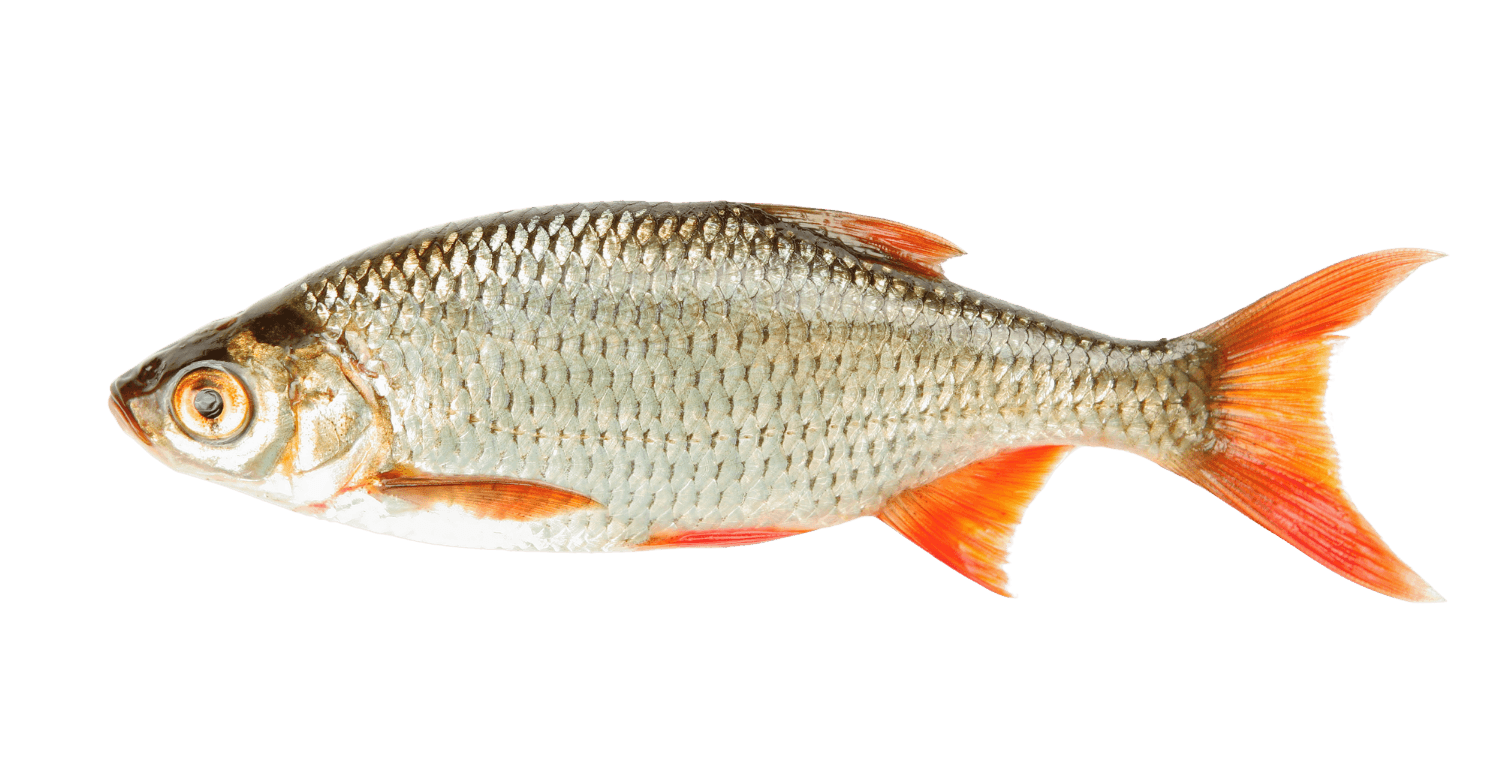 Rotfeder angeln in Bayern – Fischereiverein Marktoberdorf