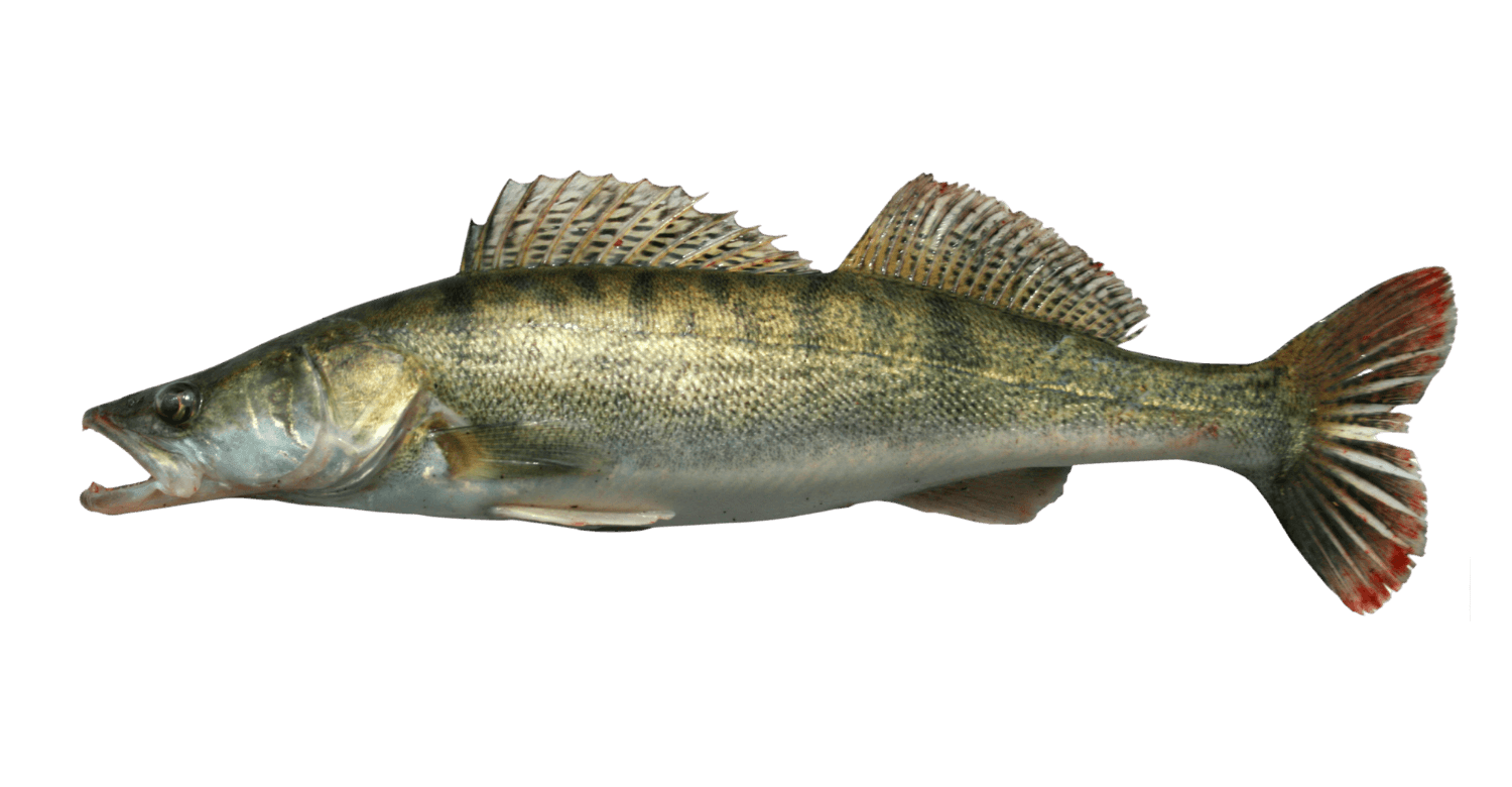 Zander angeln in Bayern – Fischereiverein Marktoberdorf