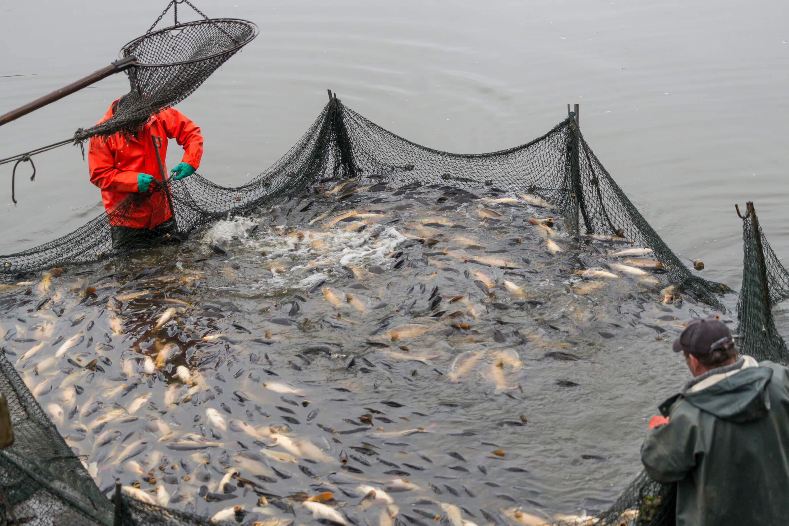 Großes Fangnetz mit zahlreichen Fischen bei der Bestandspflege
