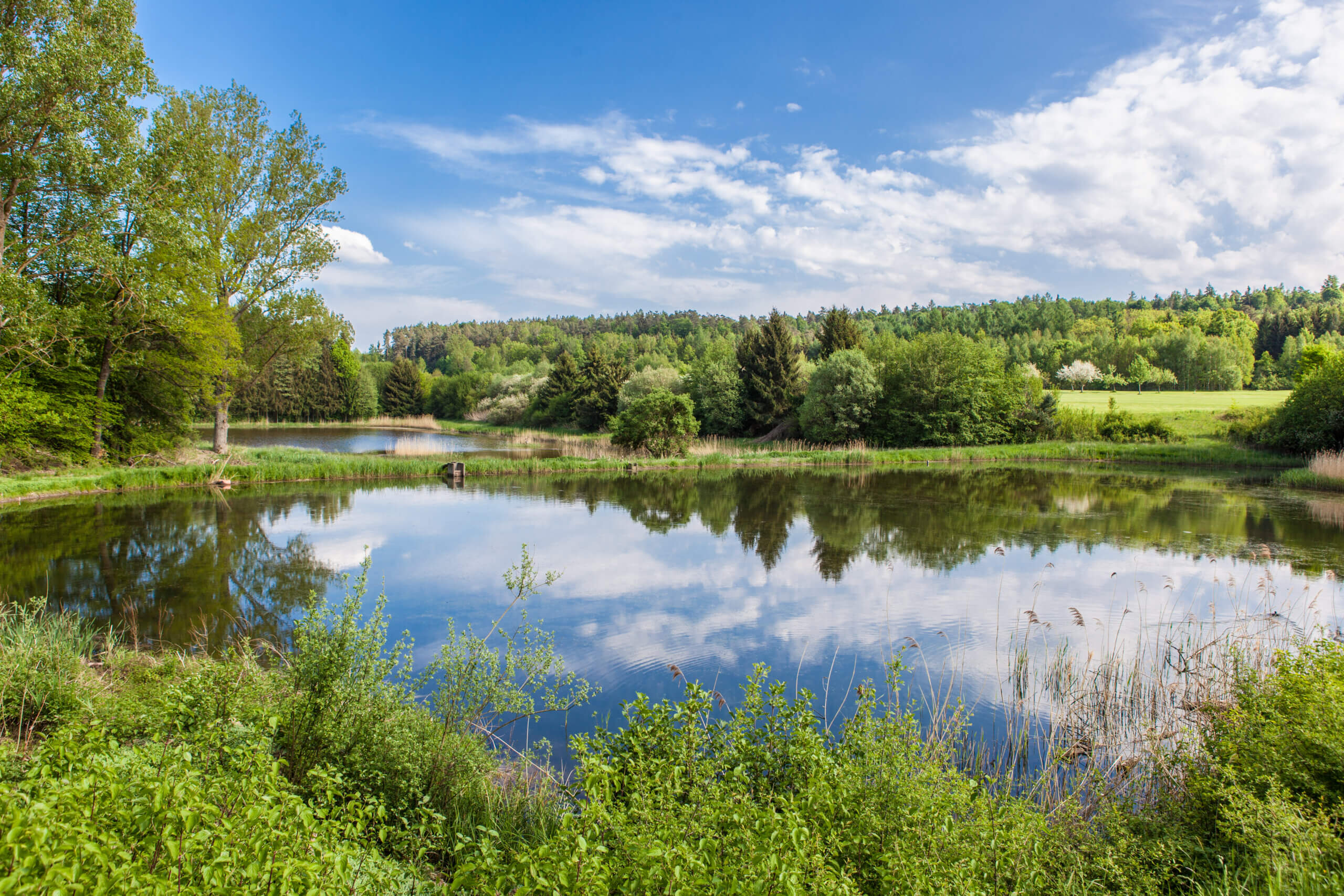 Naturnaher Weiher umgeben von Wald und Wiesen im Sommer