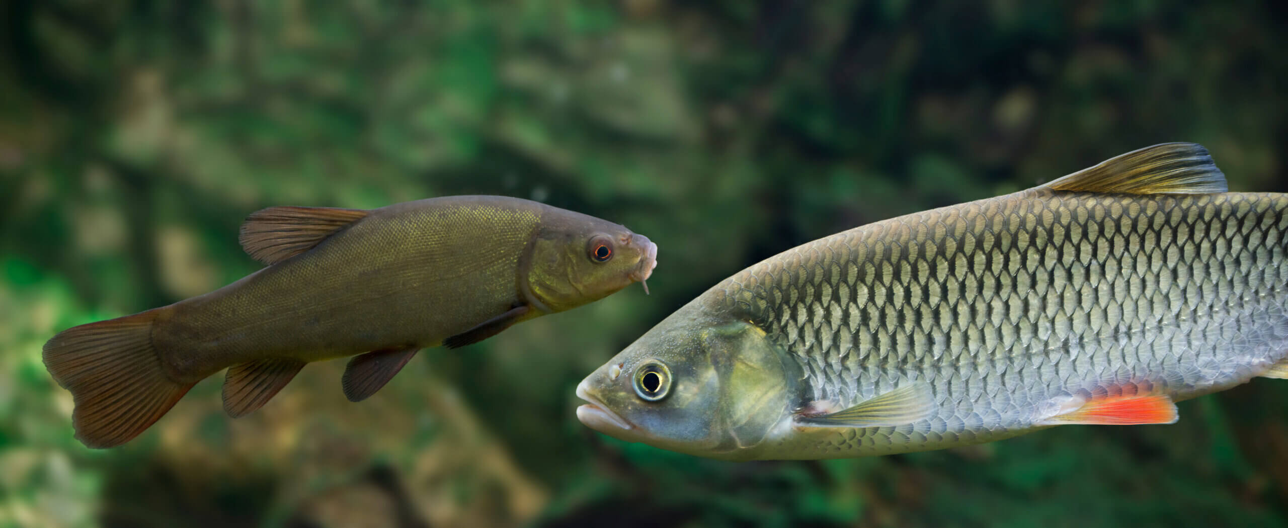 Zwei heimische Fischarten begegnen sich im klaren Wasser