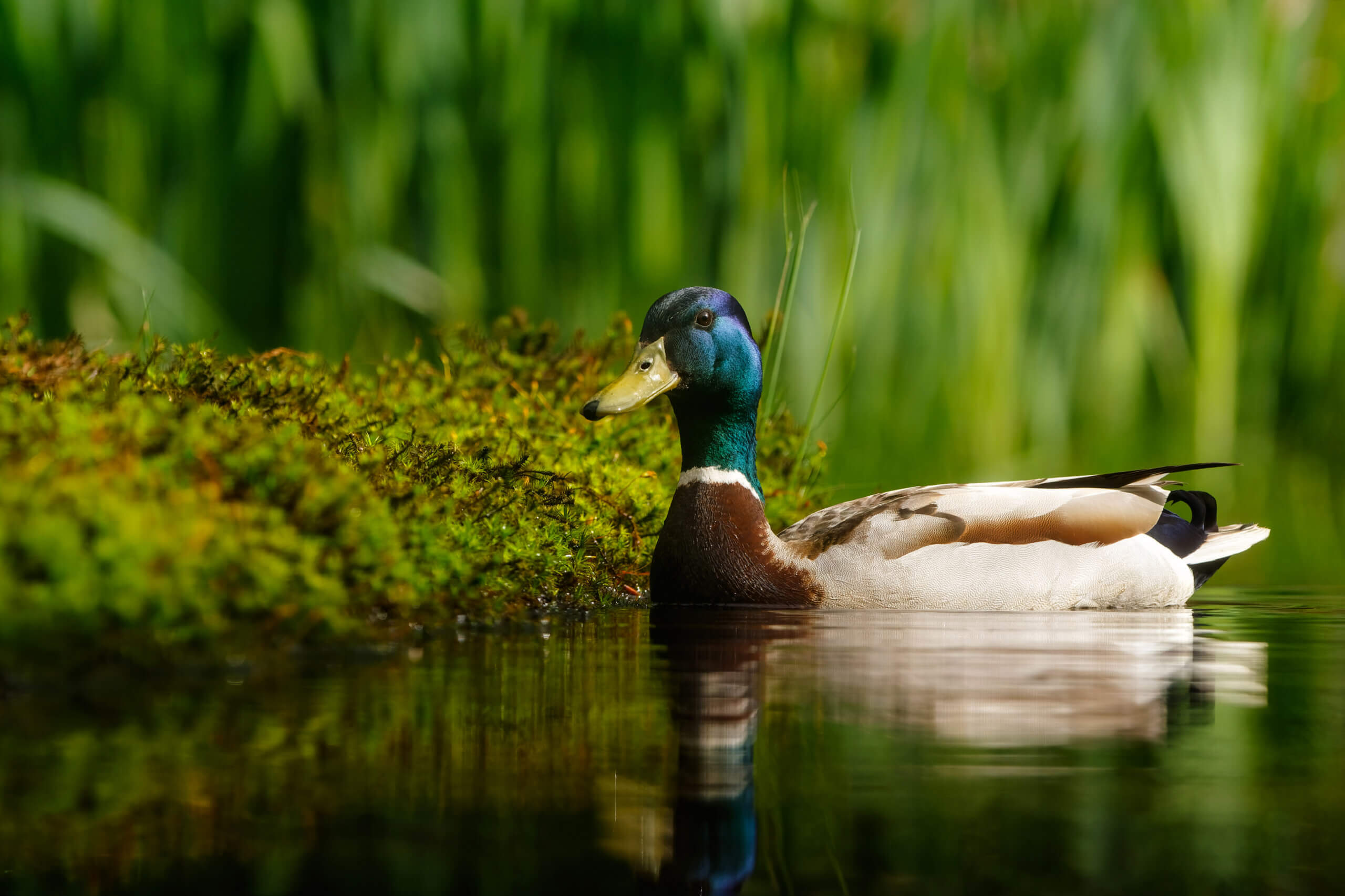 Stockente schwimmt am moosbewachsenen Uferrand eines Gewässers