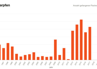 Balkendiagramm: Karpfenfänge Korbsee 1996–2020.