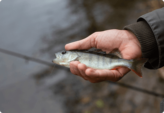 Angler hält einen kleinen Barsch vorsichtig in der nassen Hand über dem Wasser, um ihn zurückzusetzen