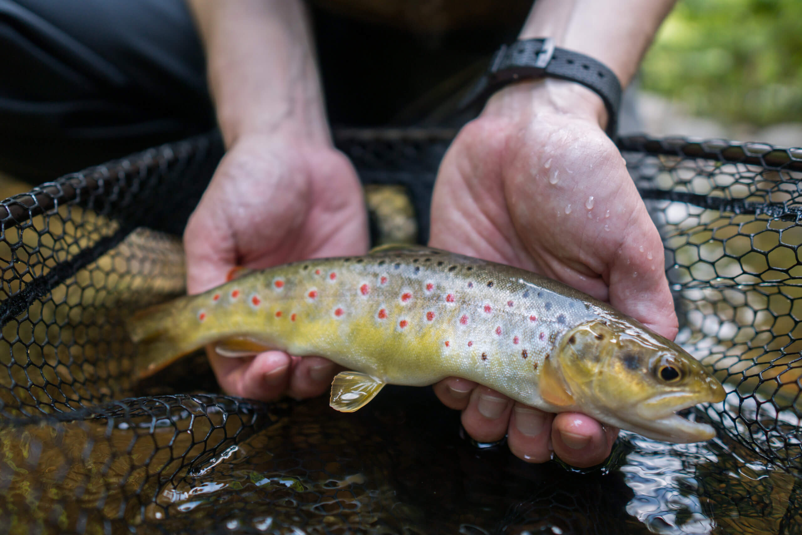 Mitmachen im Fischereiverein | Fischereiverein Marktoberdorf Angler hält eine Bachforelle mit roten Tupfen behutsam über dem Kescher